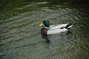 Mallard Bird Holland pond