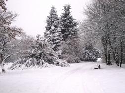Winter Snow Wintry