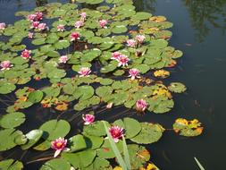 Water Lilies Pond Aquatic Plant