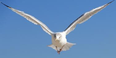 Bird Seagull white