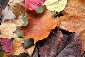 Fall Leaves Leaf