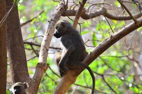 Monkey Tanzania