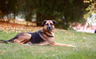 Dog Shepherd