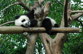 Giant Panda Young on the tree