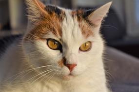 Cat with White and red face