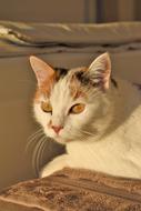 Cat White red Animal
