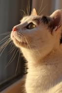 Cat White sun