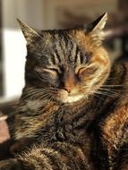 Cat Animal Mackerel Domestic sleep