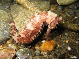 Marine Life Philippines Puerto