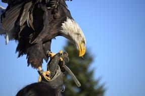 predatory Adler sits on a hand