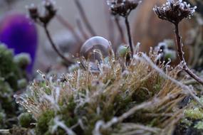 soap bubble on frozen moss