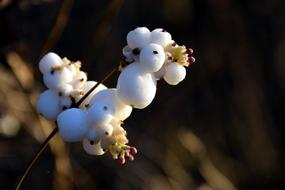 Snow Berry Knallerbsenstrauch