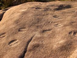 cow tracks in the sand