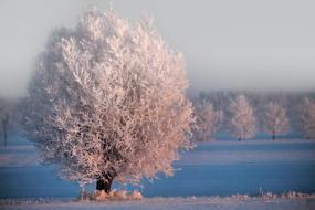 Winter Morning Sun Trees