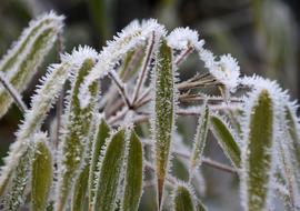 Frozen Frost Iced