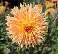 Chrysanthemum Summer macro blur nature
