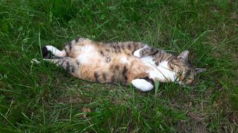 Cute, colorful and beautiful cat, playing in the green grass