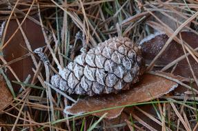 frozen fruit on grass