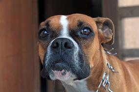 Boxer Dog staring