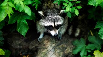 Cute, colorful and beautiful racoon, on the wood, among the green leaves, in light