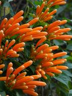 Firecracker Flower Flame Vine