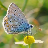 Butterfly Argus blue Insect