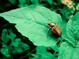 Golden Beetle Sheet