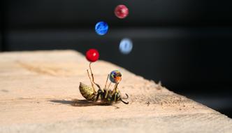 Bee Wasp Superstar