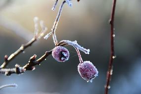 Winter Macro Fruit