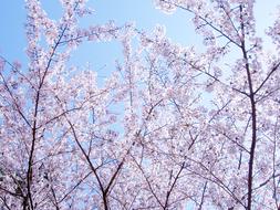 Flowers Cherry Blossoms Spring