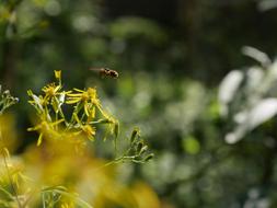 Close-up of the bee, flying above the beautiful, yellow flowers, among the green leaves