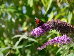 admiral butterfly sits on blooming lavender