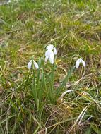 small snowdrops in the grass