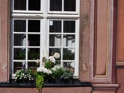 Window Flowers On The Box