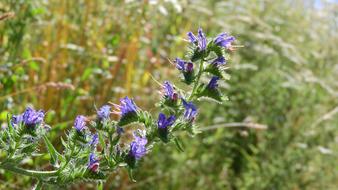 Hadinec Echium Purple