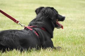 Dog Guide Harness green grass
