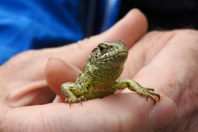 Lizard Male Lacerta Agilis