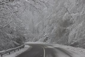Tree Snow Winter