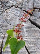 Sarsaparilla Berry Leaf
