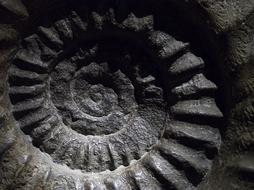 Ammonite Fossil Shell