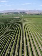 Wine New Zealand Blenheim
