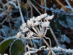Eiskristalle Winter