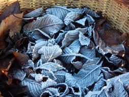 frozen leaves in the field