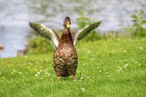 Duck Mallard Wing green grass