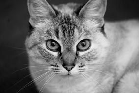 Cat Portrait Black White