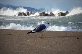 bird Wind Wave