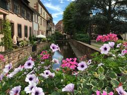 flowers along the canal of the old town