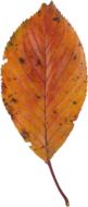 Autumnal Leaves Cherry Blossoms