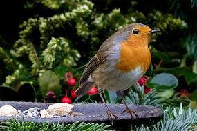 a small bird on a branch by the fountain