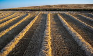stripes on the field